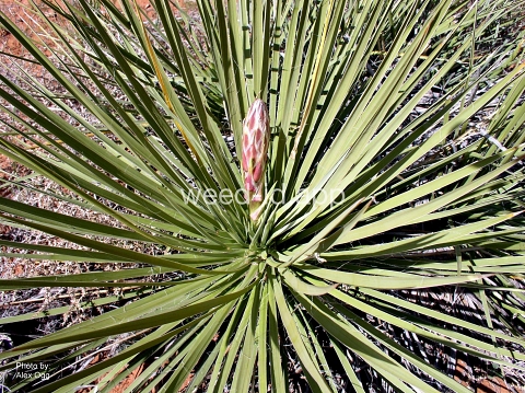 yucca, Great Plains